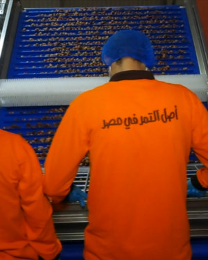 Egypt Date Color Sorter Machine Project | VSEE Customer Case Study